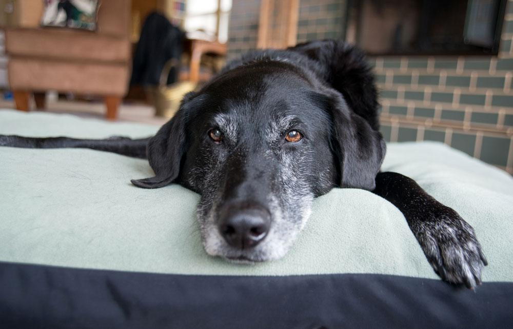 Caring For Your Geriatric Pet