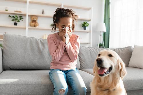 A child sneezing at home caused by an allergic reaction to pet dander.