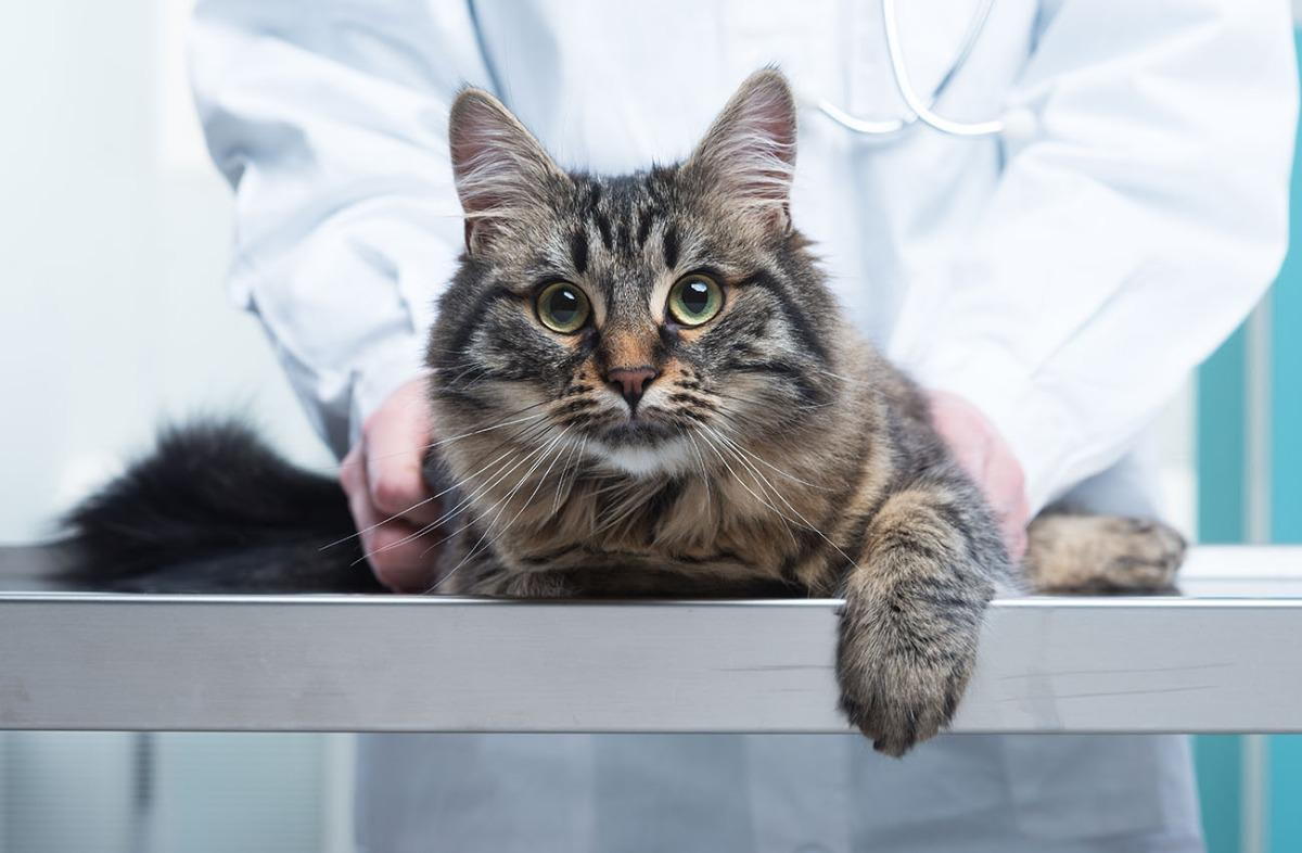 cat with veterinarian in Duarte being examined for early signs of cat arthritis
