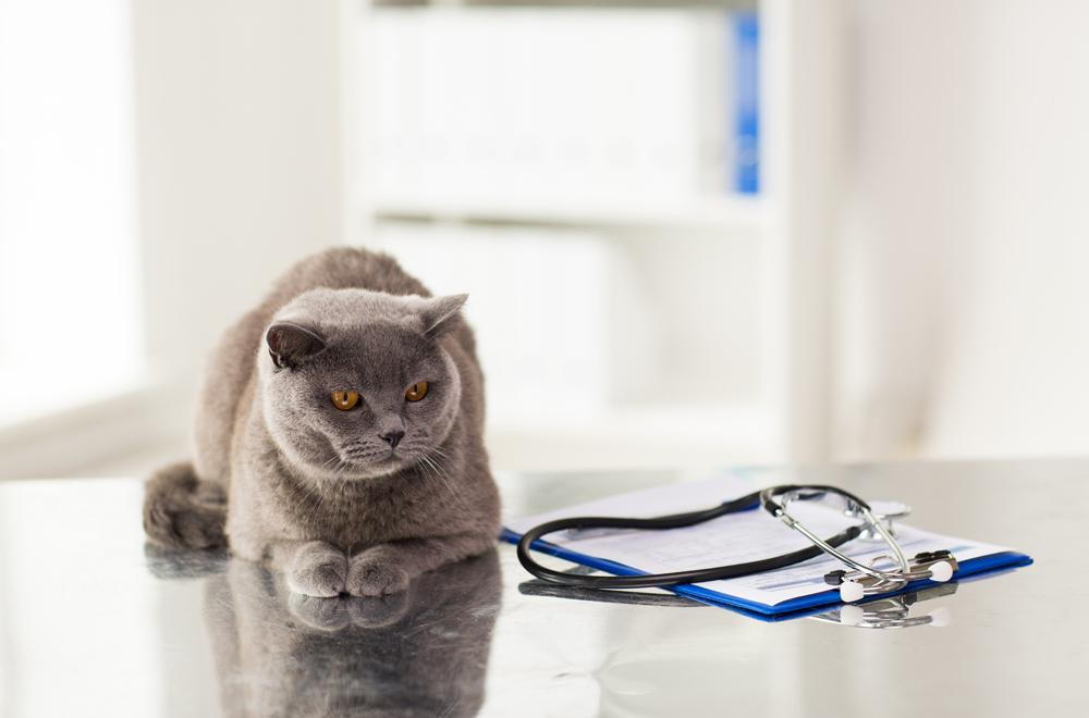 Gastrointestinal Issues in Cats