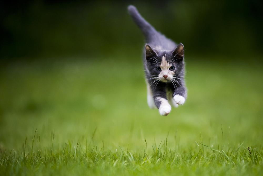 Kitten In Grassy Field