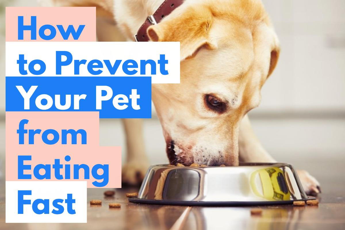 5 Tips To Slow Your Pets Eating Down