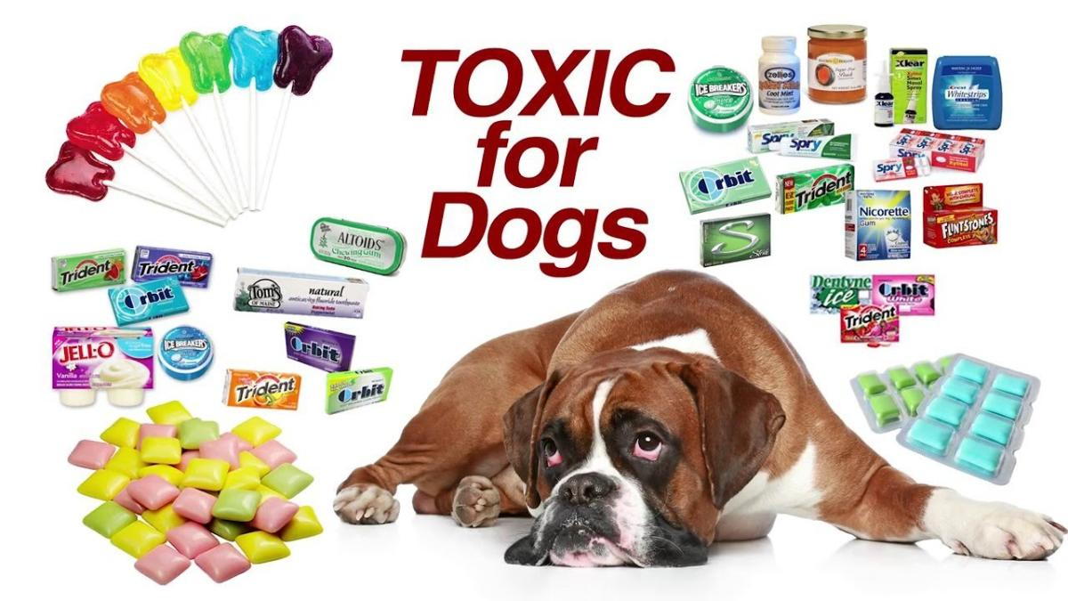 Xylitol Poisoning In Dogs It S Deadly