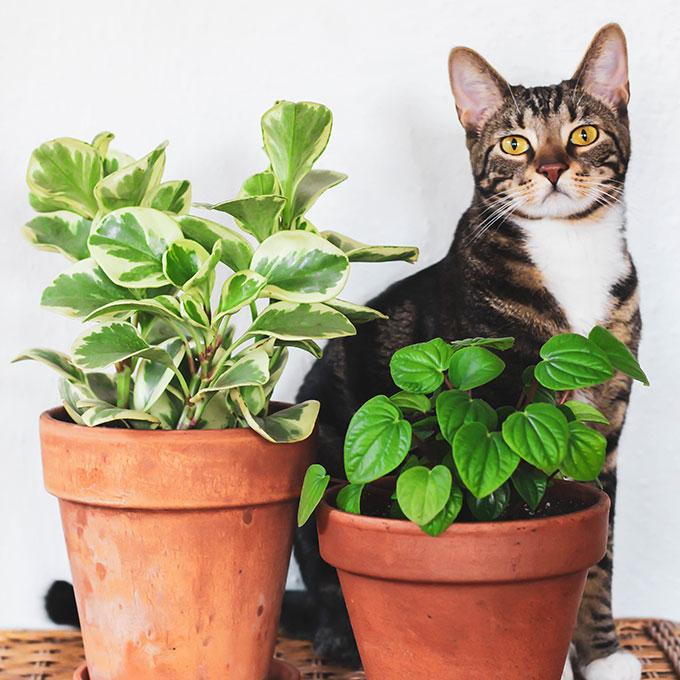 are dwarf sunflowers toxic to cats