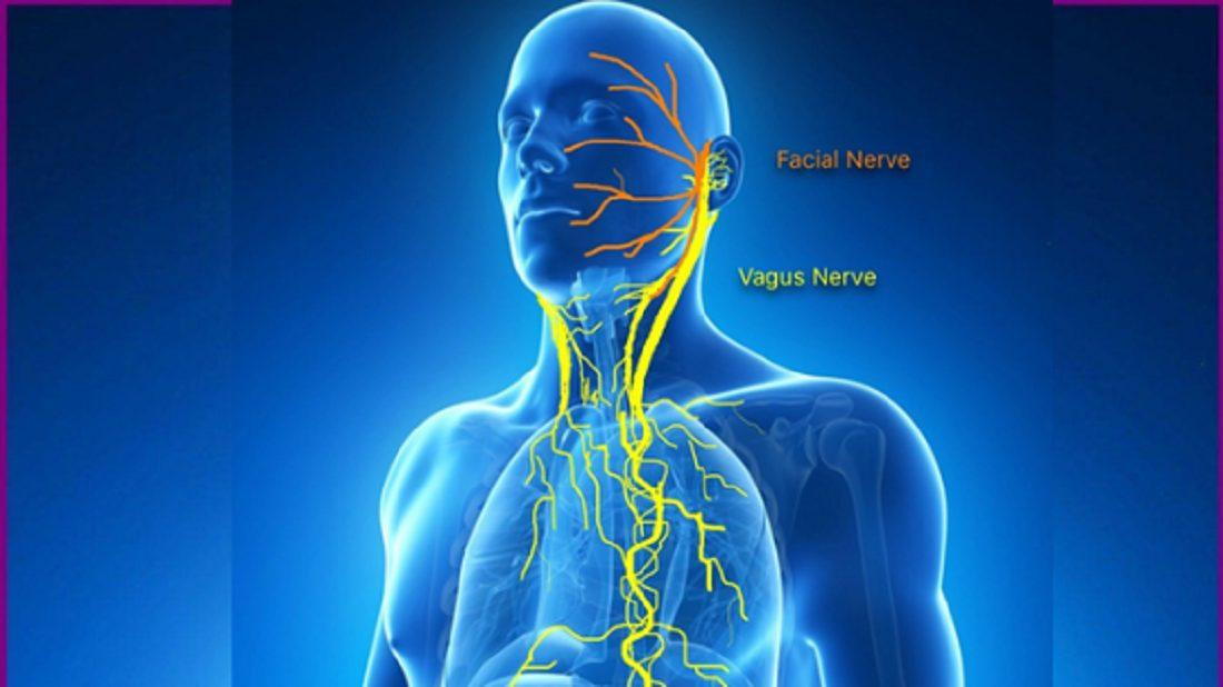 Everything You Need to Know About the Vagus Nerve - Living Life