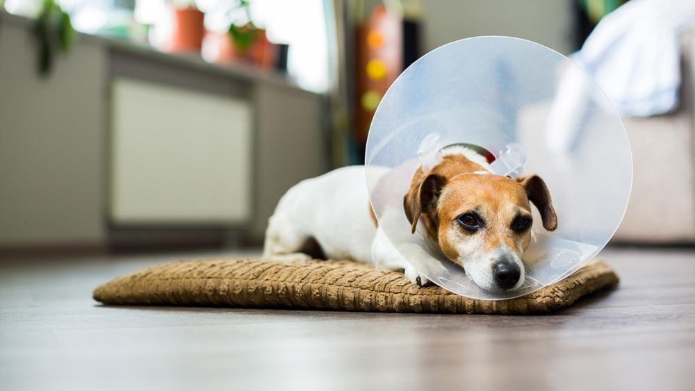 do female dogs calm down after spaying