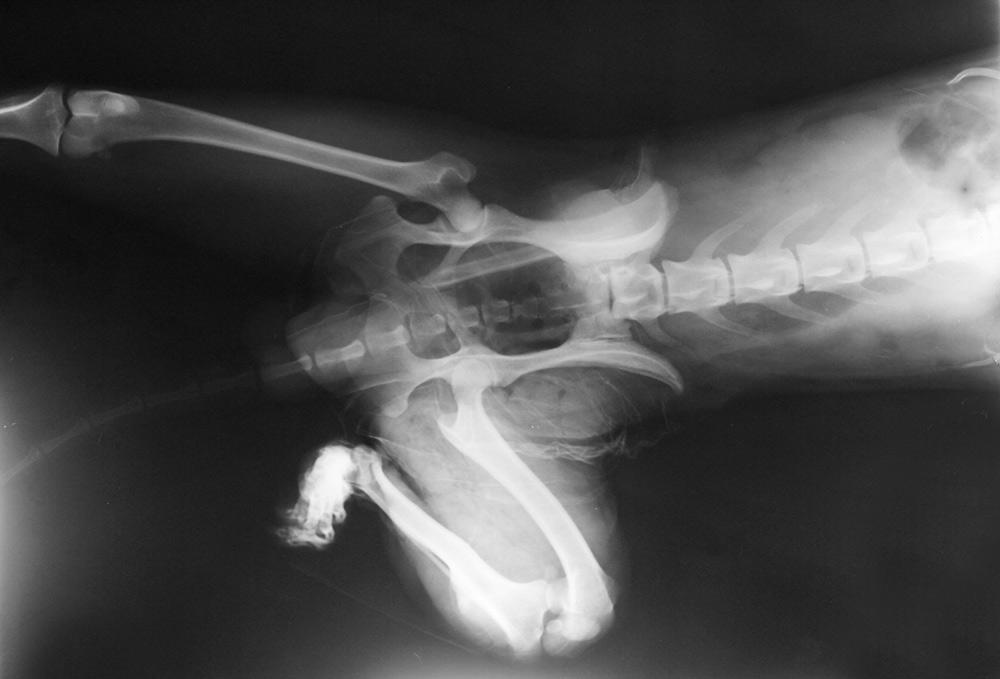 how much is an xray for a dog