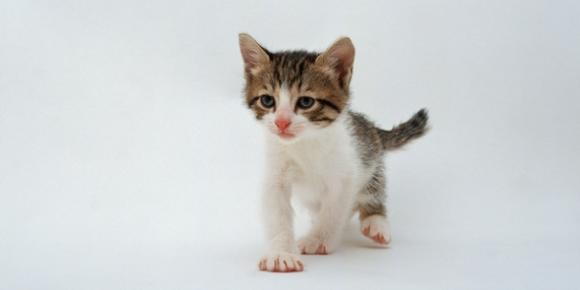 images of kittens