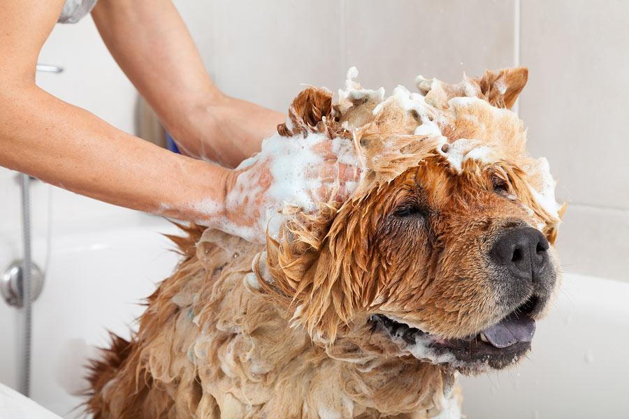 Keeping Your Pets Well Groomed and Clean