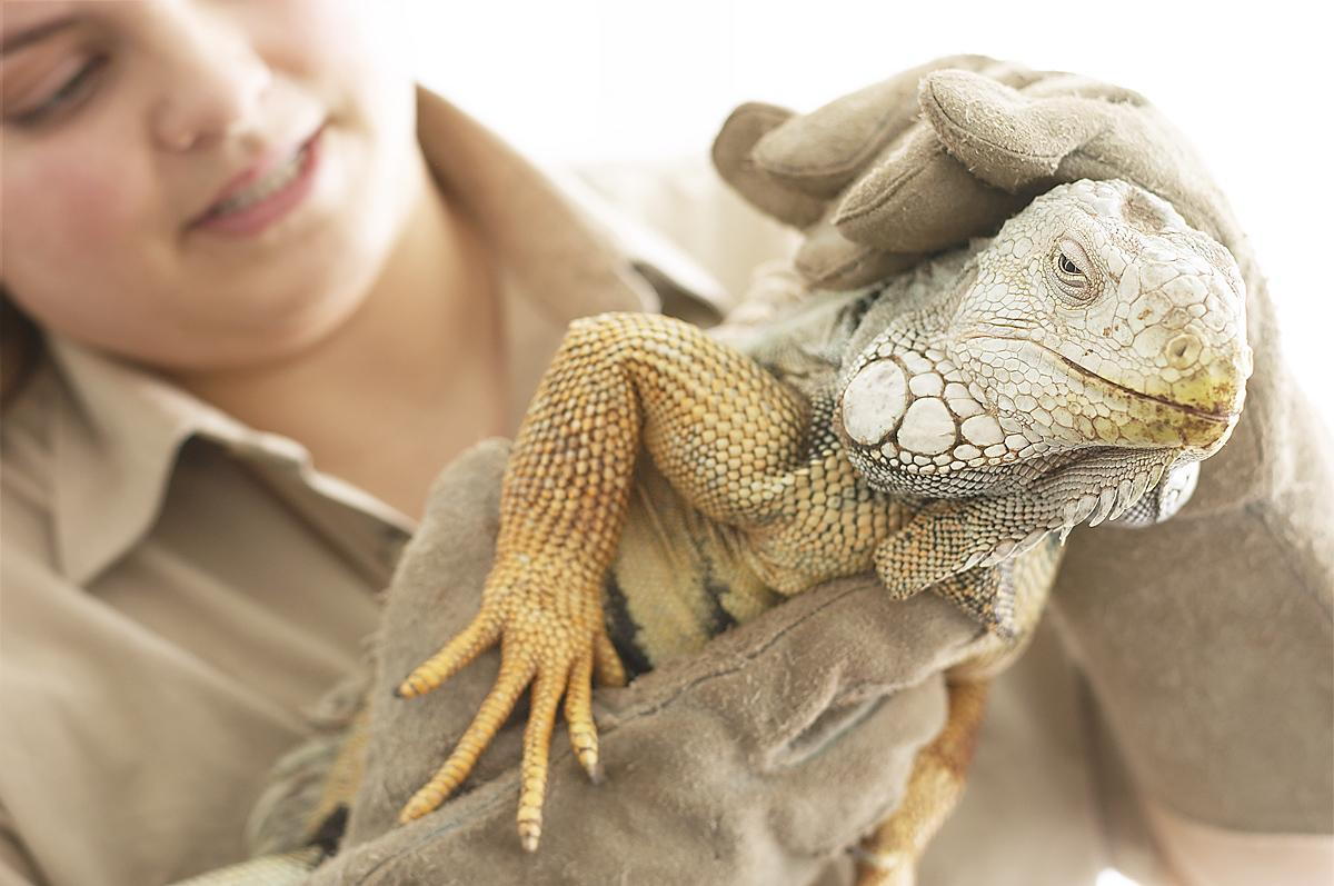All Reptile Owners Should Know | Oakland Park Animal Ho Oakland Park Animal  Hospital | Veterinarians