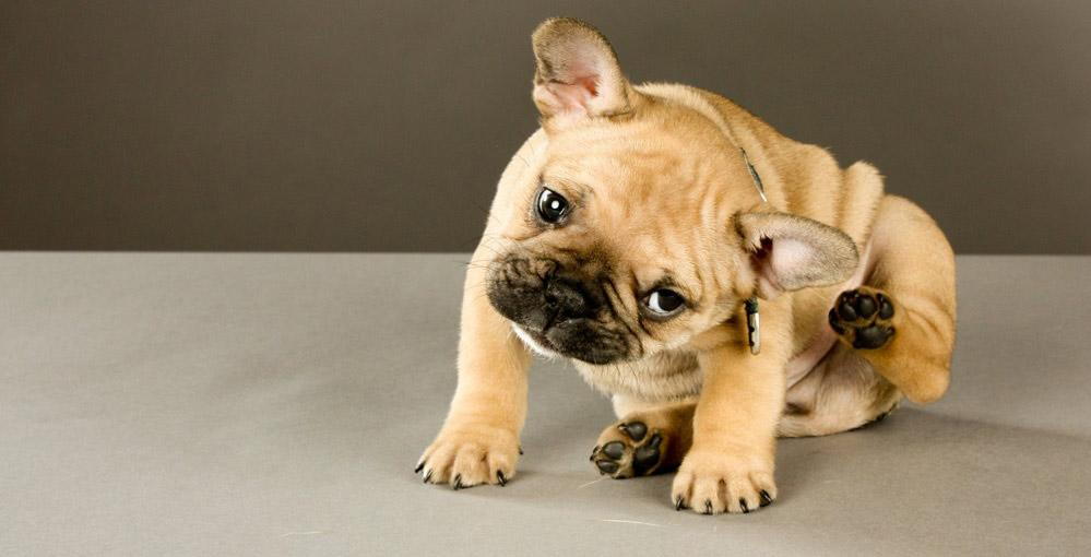 what does dandruff look like on dogs