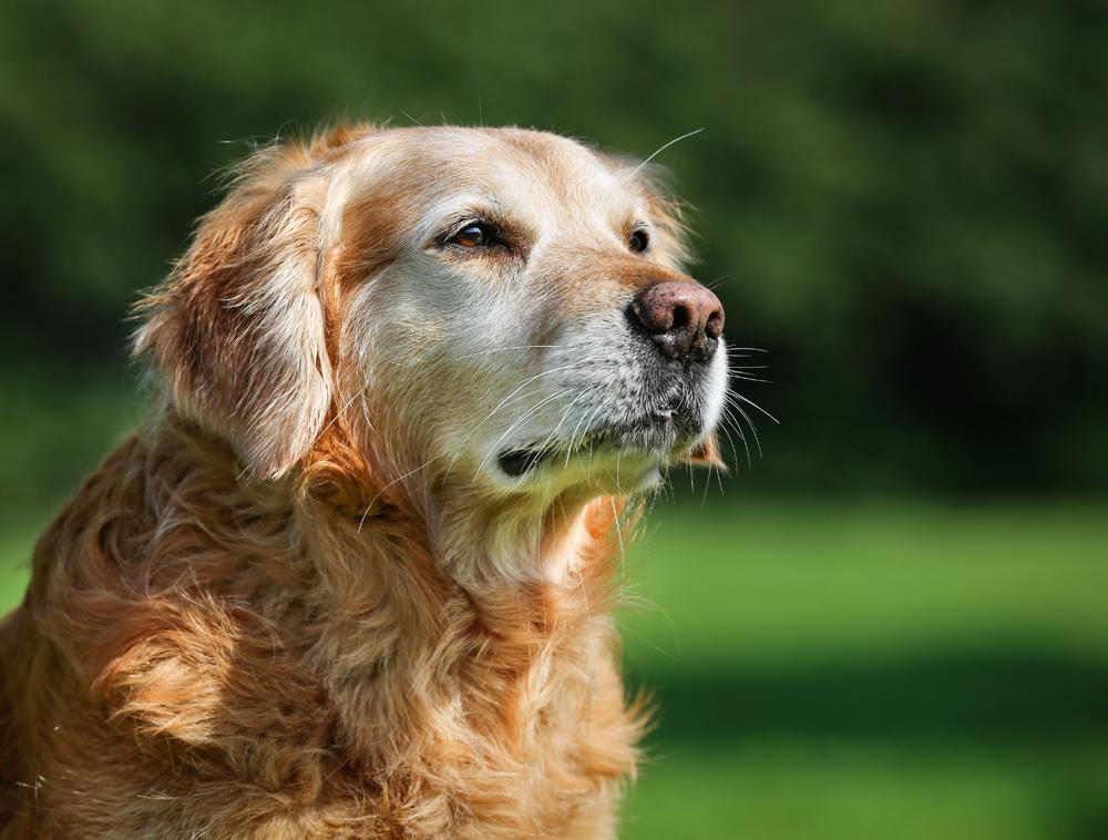 how old is a female dog ready to breed