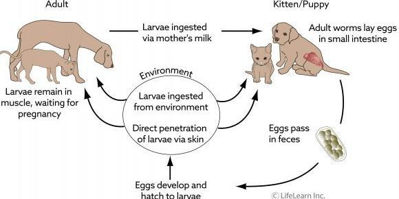 are puppies born with hookworms