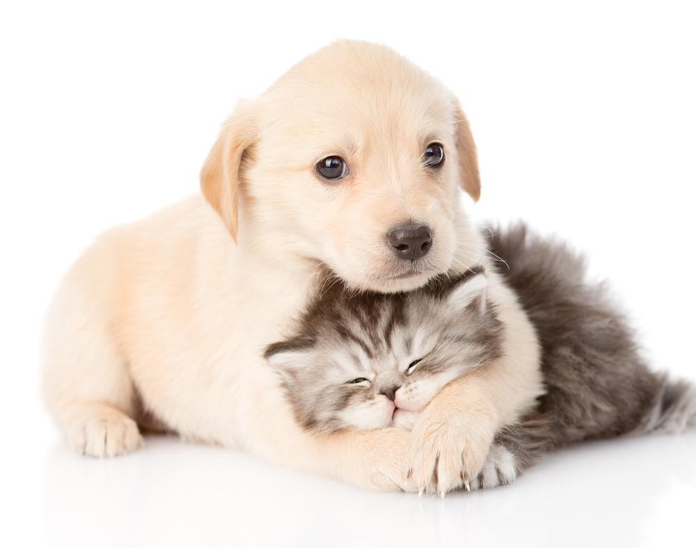 which is better puppies or kittens