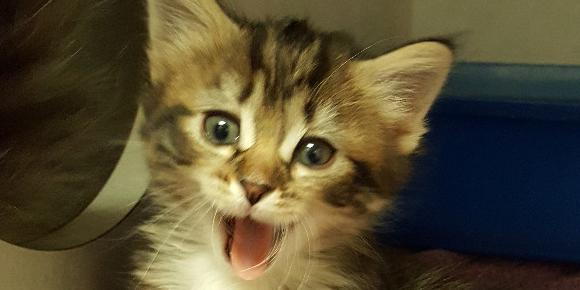 cat getting its teeth brushed