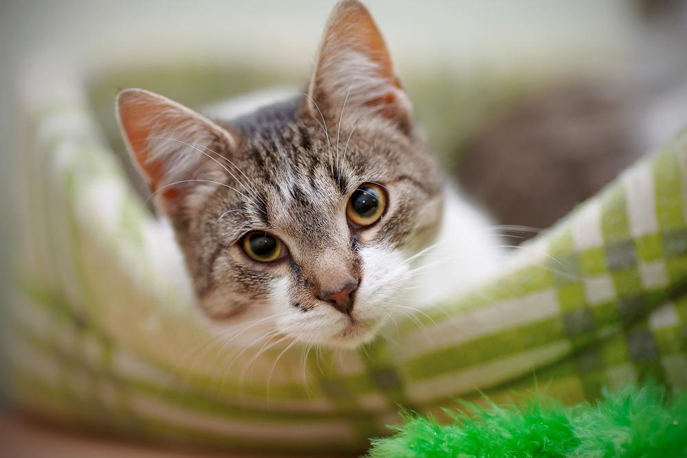 cat laying down on its bed