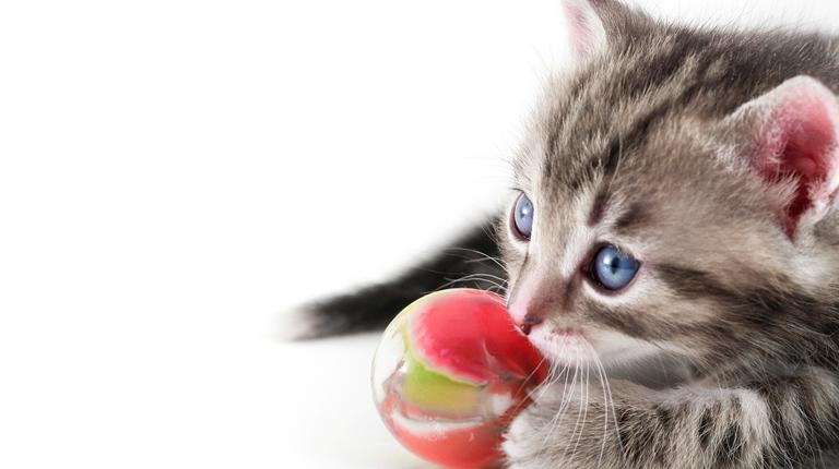 kitten playing with a ball