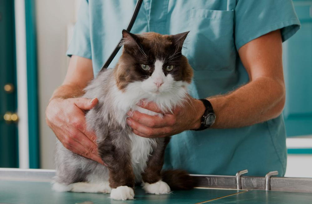 cat being held by veterinarian