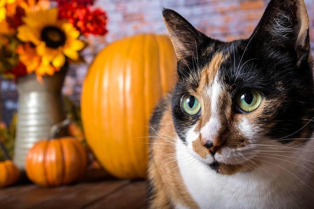 Safe Halloween with Your Pet