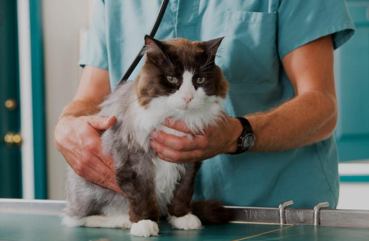 Reasons to Bring Your Cat to the Veterinarian