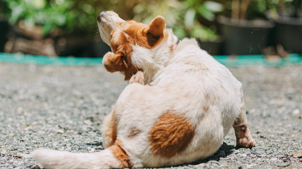 what causes dogs to itch constantly