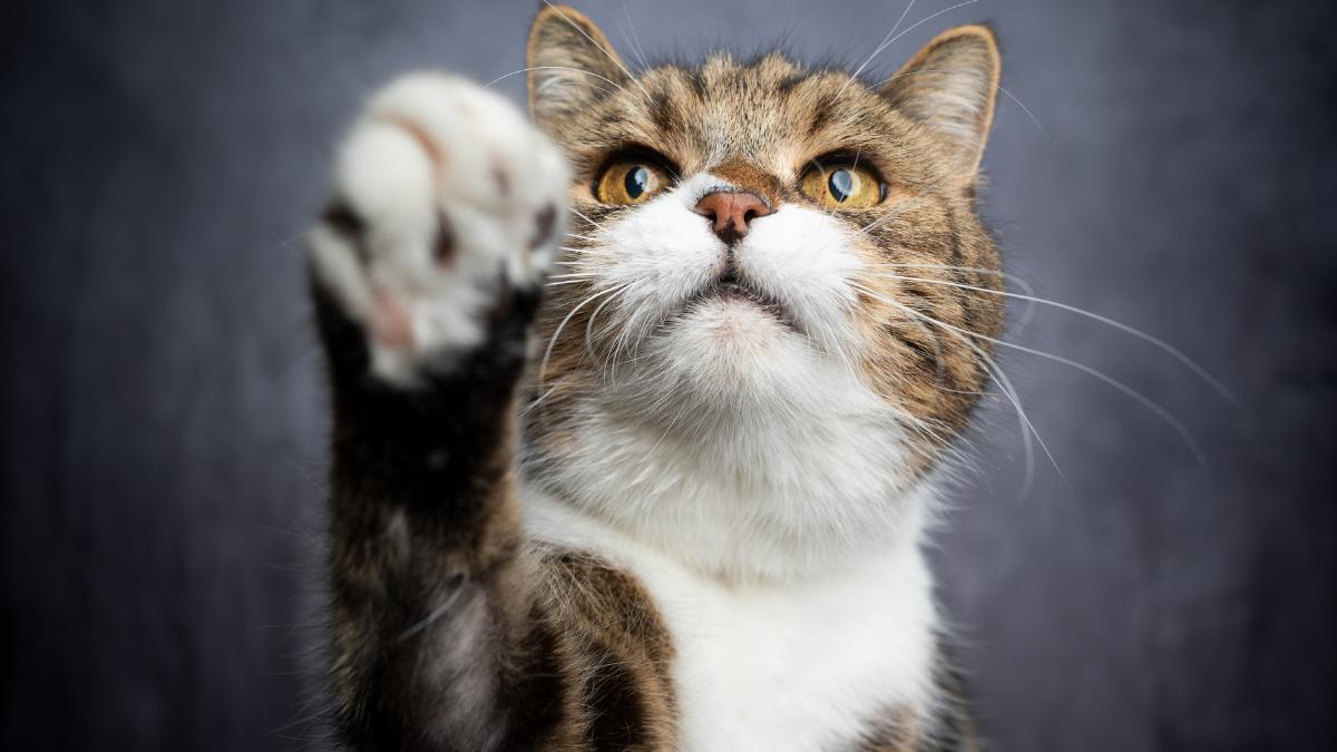 Homemade frozen cat clearance treats