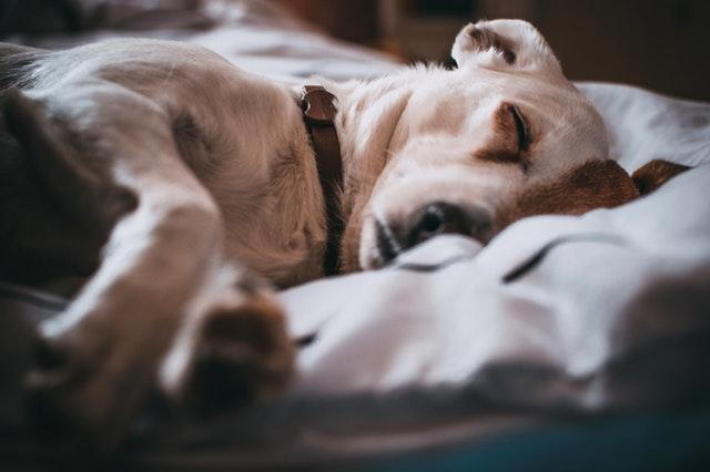 Is it ok for your shop dog to sleep with you