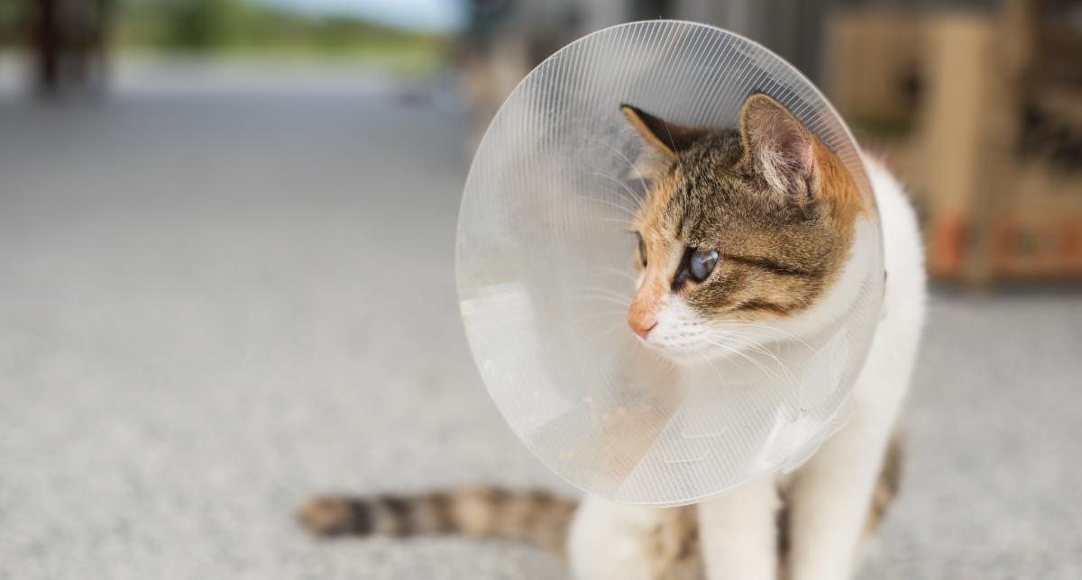Health Benefits of Spaying and Neutering: It's Not Just About Population Control