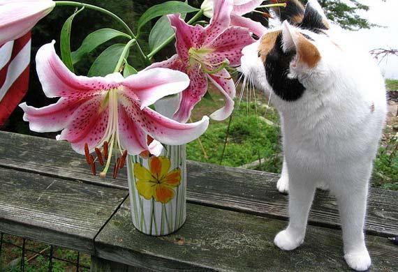 are lilies toxic to dogs