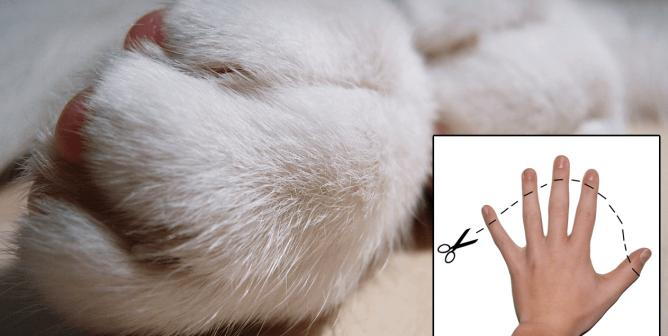 A closeup photo of a cat’s soft paws alongside a diagram showing the details of what happens to declawed cats. 