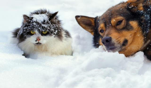 Frostbite in Dogs and Cats