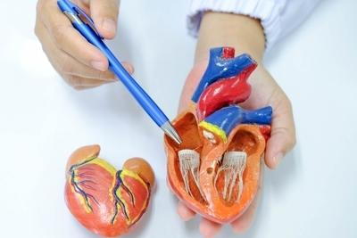 Hand-holding-heart-model-and-pointing-with-pen