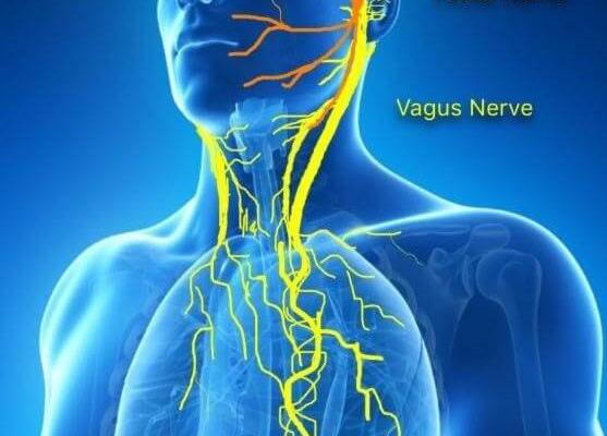 vagus nerve