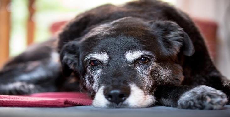 How to Keep a Senior Pet Happy and Healthy