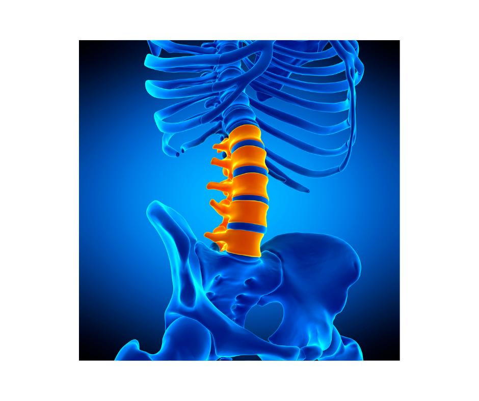 Lumbar Spine Nerves Gallatin Valley Chiropractic: Bozeman, MT