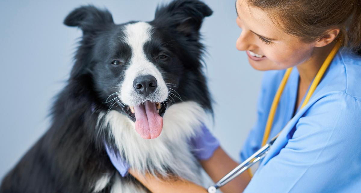 Dog Cremation Explained: Understanding Your Options and Costs