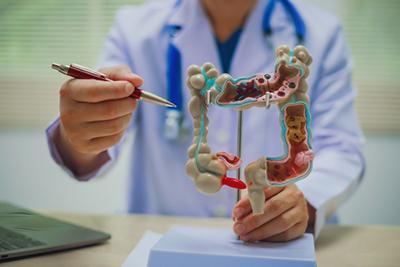 Human-intestine-Model-Shown-by-a-Doctor
