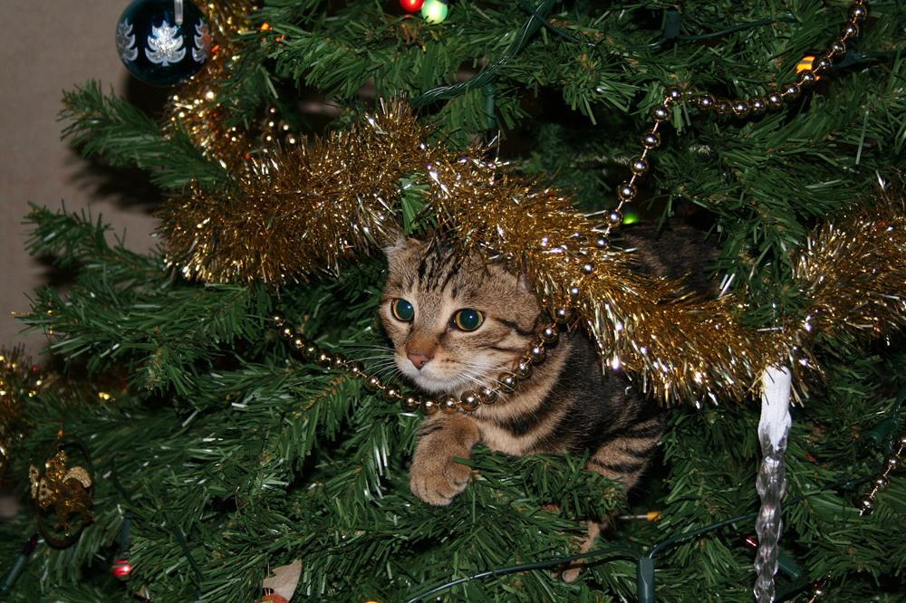 Image of cat on a christmas tree