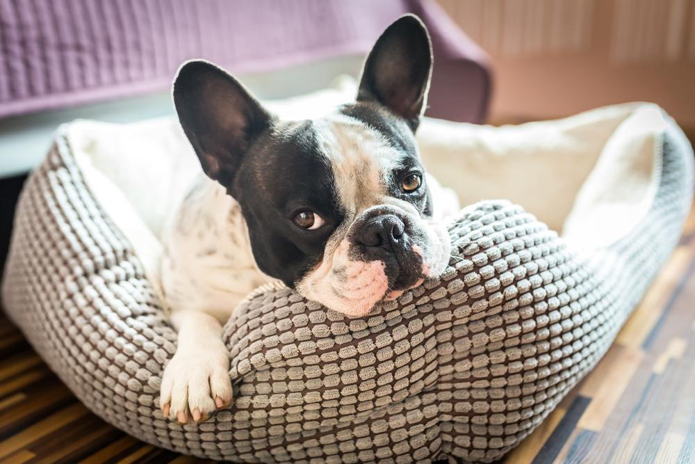 Image of a dog his bed