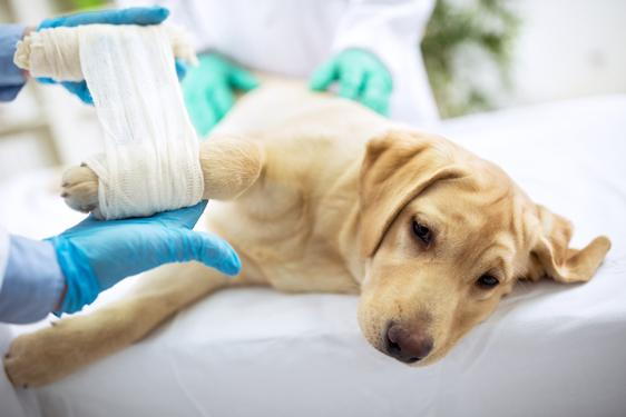 Emergency Pet Care for Pet Injuries