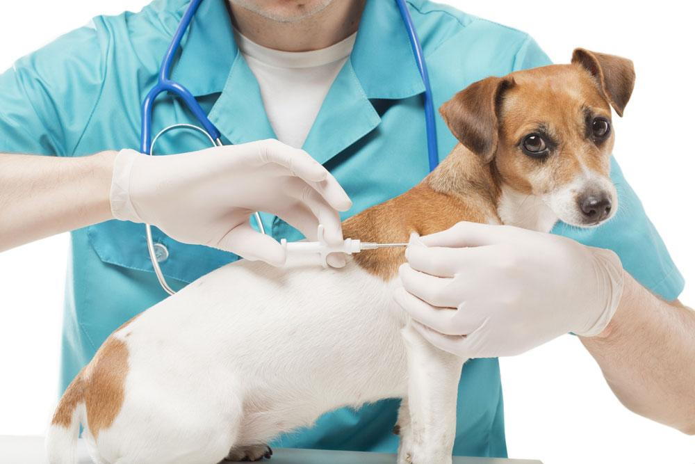 A dog being microchipped