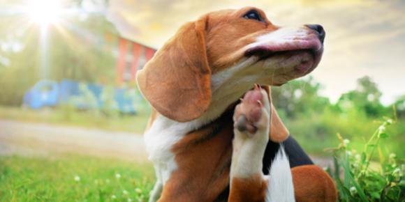 Regular Skin Checks for Your Pet