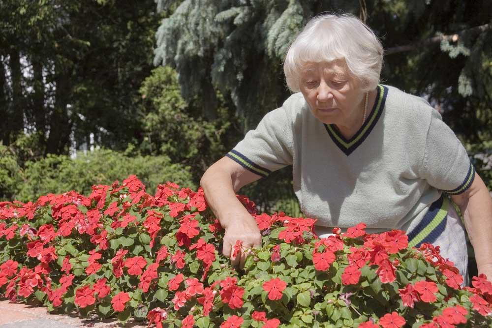 a senior picking flowers