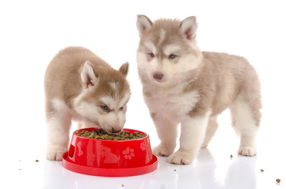 Two puppies eating
