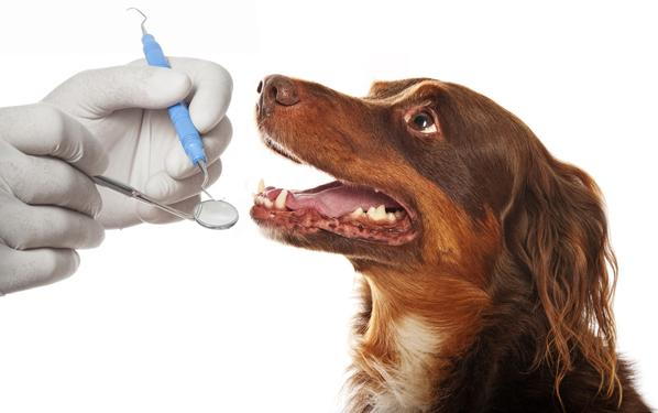 A doctor cheking a dogs teeth