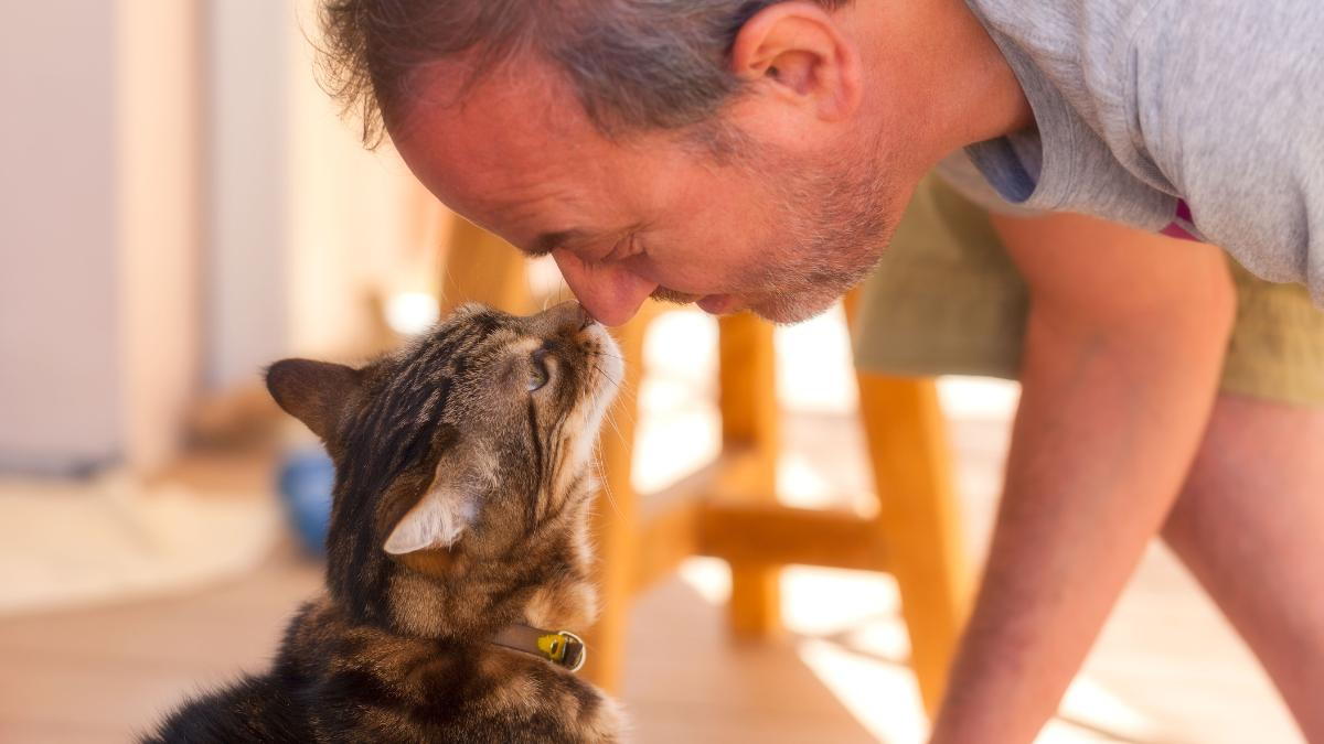 10 ways to know 2024 your cat loves you