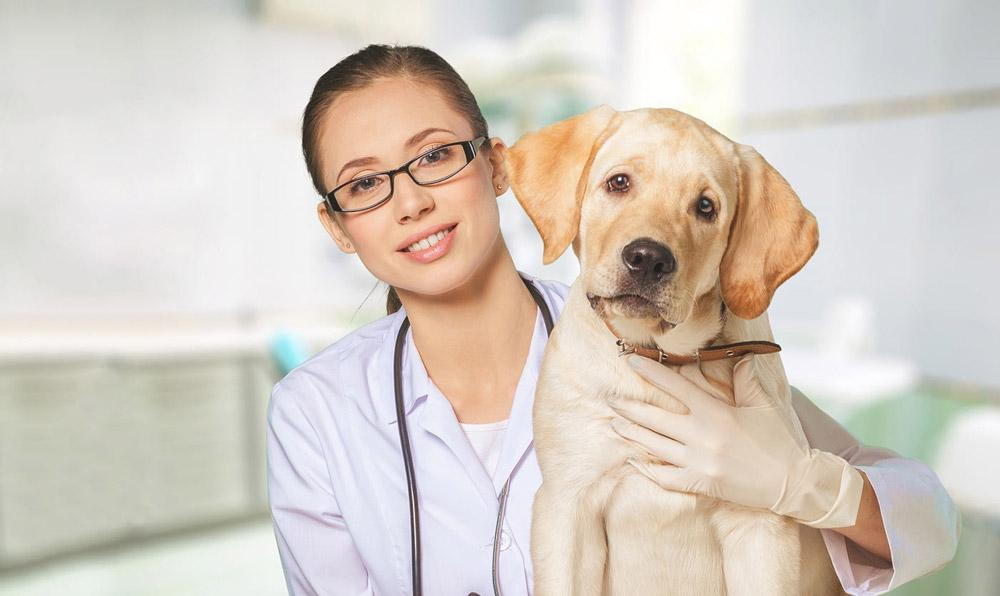 How to Care for Your Pet Inbetween Vet Visits
