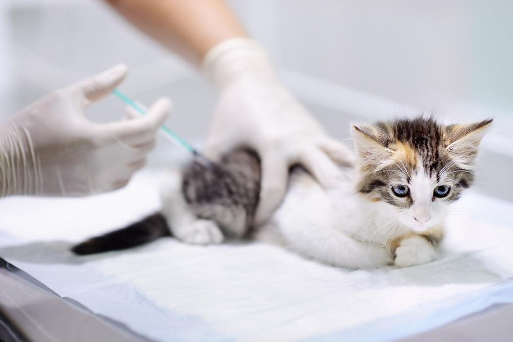 feline bordetella vaccine