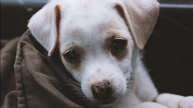 unvaccinated puppy with vaccinated dog