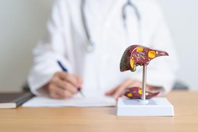 Doctor with liver model writing medical notes